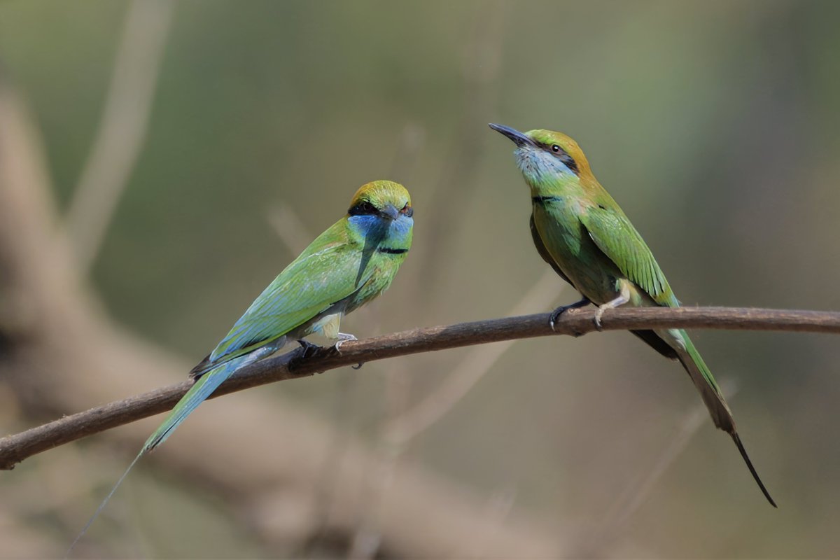 Green bee-eaters हरियल पतरिंगा, पतुरी may be capable of interpreting the behaviour of human observers.
birds.rekabira.in/2018/07/birds-…
#BirdsSeenIn2025 #BirdsOfIndia #IndiAves #ThePhotoHour #Birding #Birds #jabalpur