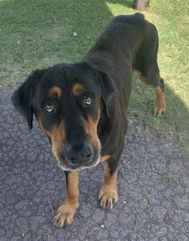 THOR #A381475 10yo
PLZ SAVE ME! I DON'T WANT TO DIE💔 
I won't b any trouble,I am EXPERIENCED!
I will love u like no other if u just give me a chance!
I'm gentle,smart,extremely loving,easy going, I get along with everyone 
PLZ #ADOPT #FOSTER OR #PLEDGE FOR RESCUE #CorpusChristi