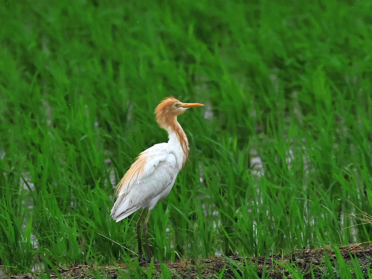 #野鳥　#アマサギ　#夏鳥

Cattle egret