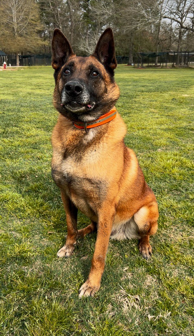MissionK9's tweet image. Ever had to say no to a dog in need?
We just had to turn down THREE police K9s.
Why? We’re out of space. That should never happen.
Can you guess how much it costs to save a retired K9?
#SaveRetiredK9s
