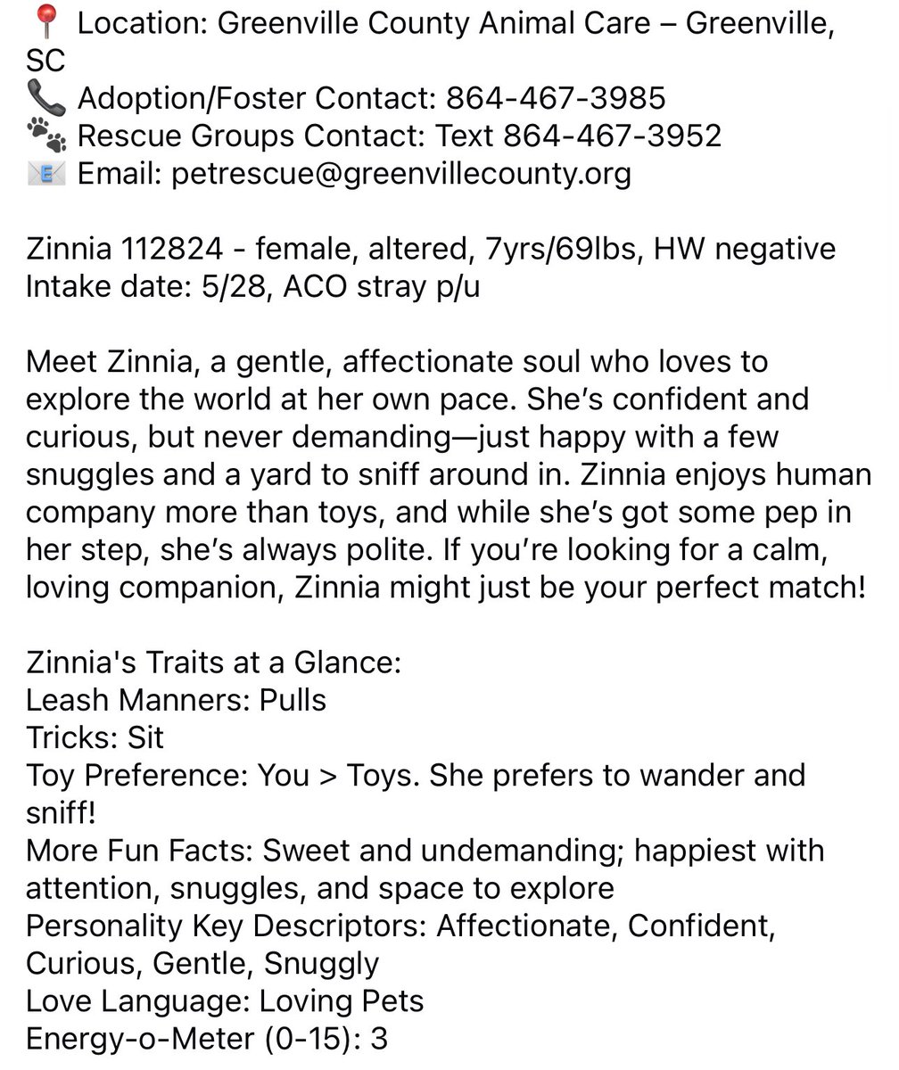 ꜱᴀᴠɪɴɢ ꜱʜᴇʟᴛᴇʀ ᴅᴏɢꜱ (@ash__almighty) on Twitter photo 🌺 Sweet Zinnia is a laidback and polite girl! Would make the perfect cuddle buddy!
🗒️ 7y, 69lb, HW neg
📍 Greenville #SouthCarolina
☎️ 864-467-3952
⚠️ Shelter is over capacity!!
<a href="/Dubs4Mutts/">🐶Amber & Belle🐾</a> <a href="/PawsnTails4TX/">@PawsnTails4TX 🇺🇸🇺🇸🐾🐾</a> <a href="/psychicwhisper3/">Eileen Bacon</a> #seniordog #AdoptDontShop 🌺 Sweet Zinnia is a laidback and polite girl! Would make the perfect cuddle buddy!
🗒️ 7y, 69lb, HW neg
📍 Greenville #SouthCarolina
☎️ 864-467-3952
⚠️ Shelter is over capacity!!
<a href="/Dubs4Mutts/">🐶Amber & Belle🐾</a> <a href="/PawsnTails4TX/">@PawsnTails4TX 🇺🇸🇺🇸🐾🐾</a> <a href="/psychicwhisper3/">Eileen Bacon</a> #seniordog #AdoptDontShop