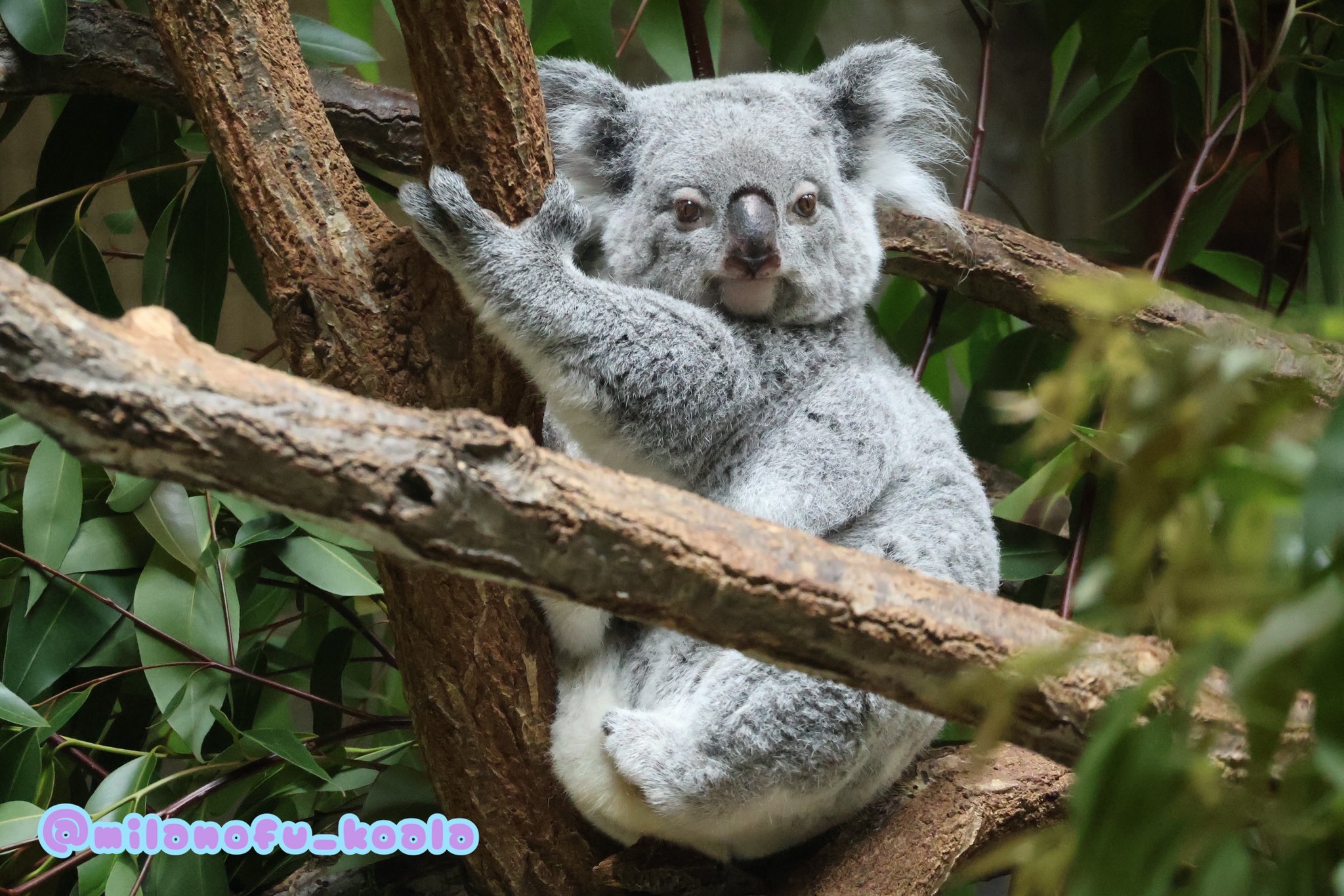 芸能人愛用のルームウェア みらの🐨 on X:  トートバッグ