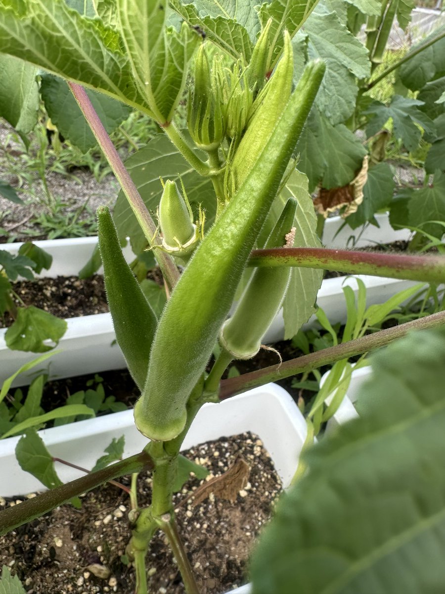 島オクラ収穫🫶
デカくなり過ぎたーw
茹でて噛んだら
竹みたいやった😂

おはようございます