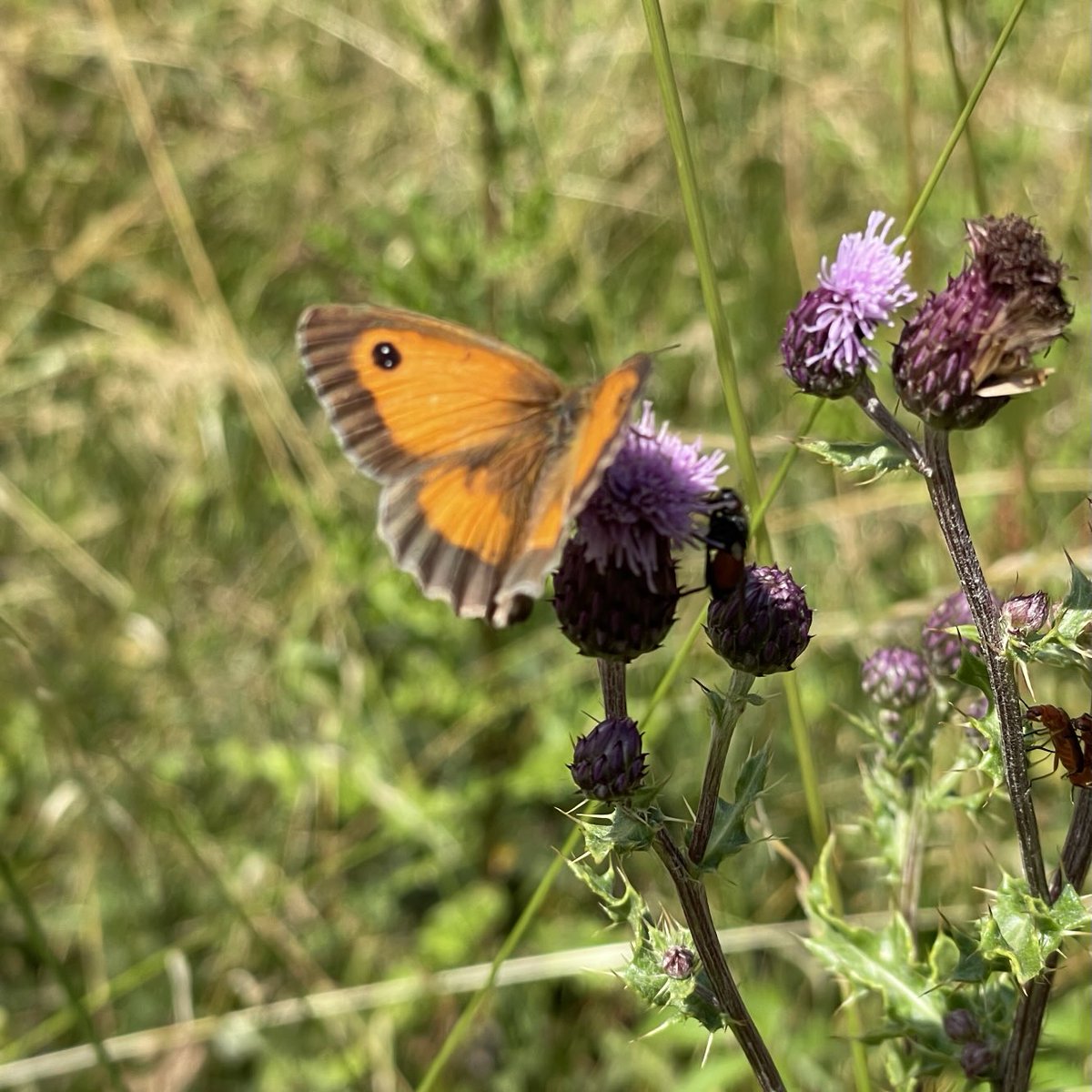 Rodger Caseby💙 (@rhcaseby) on Twitter photo Hedge brown on feeding on knapweed at <a href="/OBGHA/">University of Oxford Botanic Garden and Arboretum</a> Harcourt Arboretum today Hedge brown on feeding on knapweed at <a href="/OBGHA/">University of Oxford Botanic Garden and Arboretum</a> Harcourt Arboretum today
