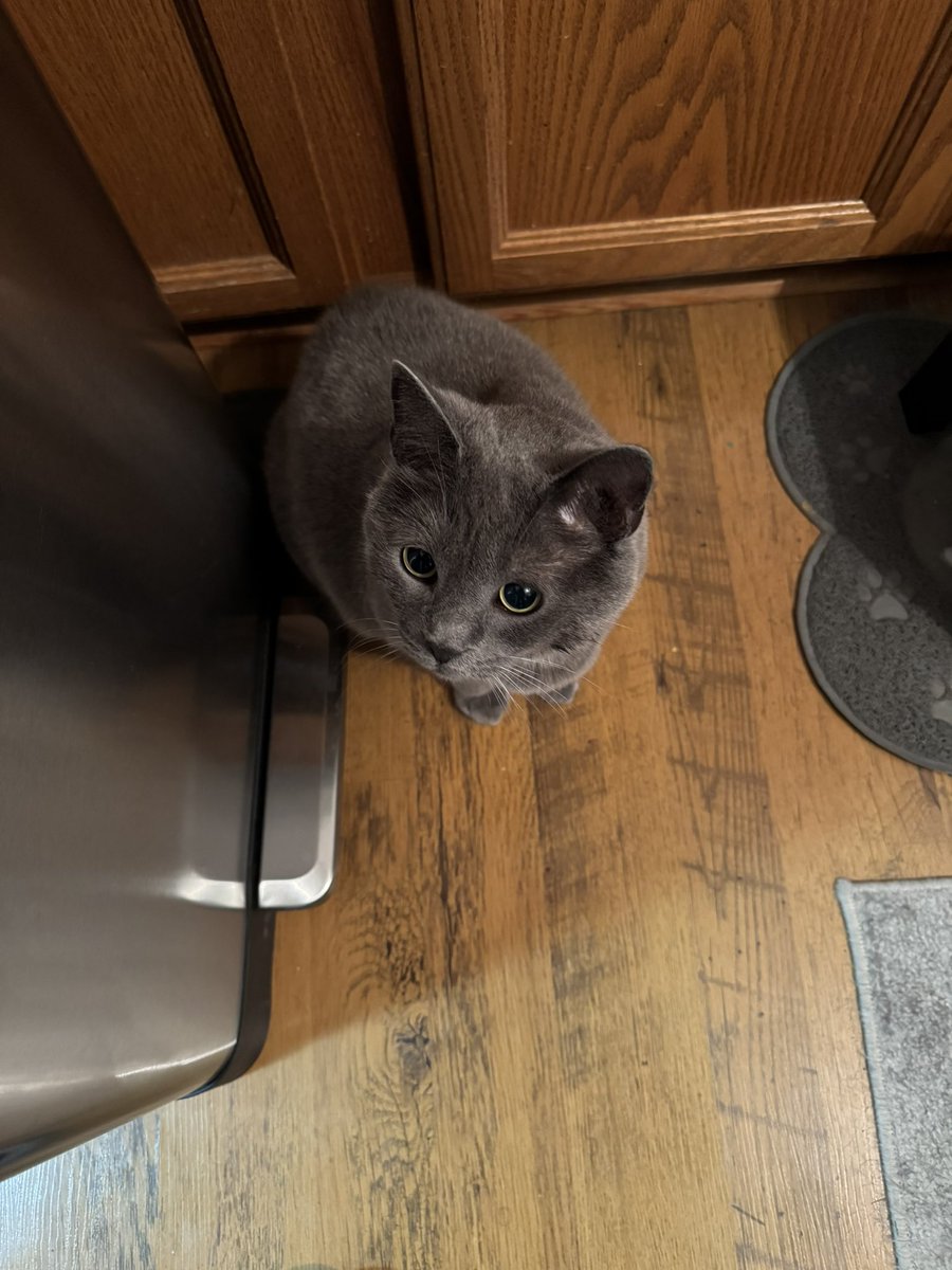 Riley: I caught a big frog and I was trying to give the humans the living thing as a gift. But no! The human chased me trying to make me release him and the frog got away 😾😿
#Cats #CatsOfTwitter #CatsOnTwitter #CatsOnX #CatsOfX #CatsOnInstagram #CatsOfInstagram