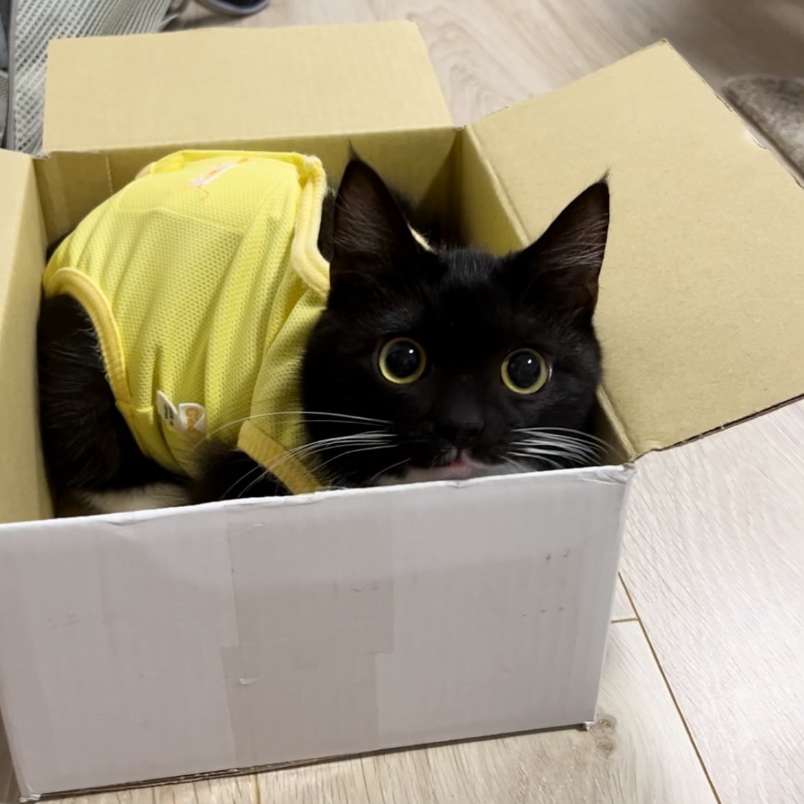 箱詰めバナナのお中元🍌