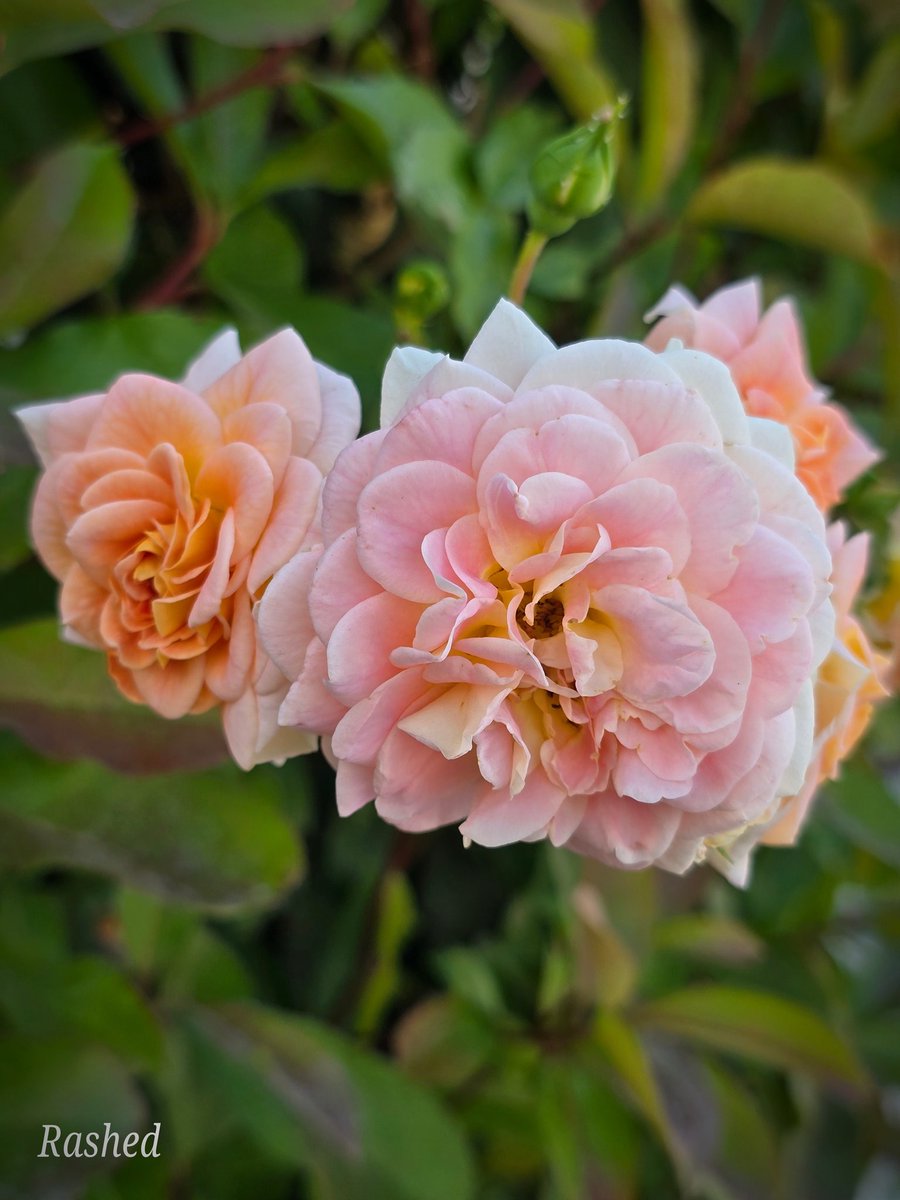 محمد بن عبدالرحمن الراشد tweet media