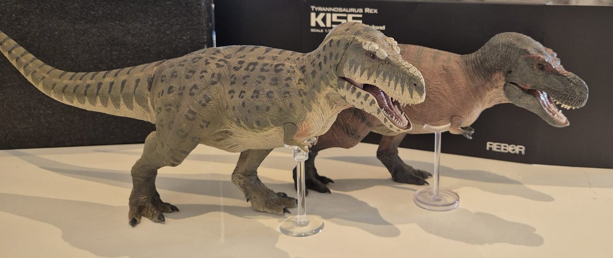 TetZoo's tweet photo. New at the #TetZooTowers_collection TikTok, an unboxing of the 2025 Island variant of the #Rebor 'Kiss' T. rex. Link at... https://t.co/sJvb0IREoO https://t.co/7oBoZpEeIX