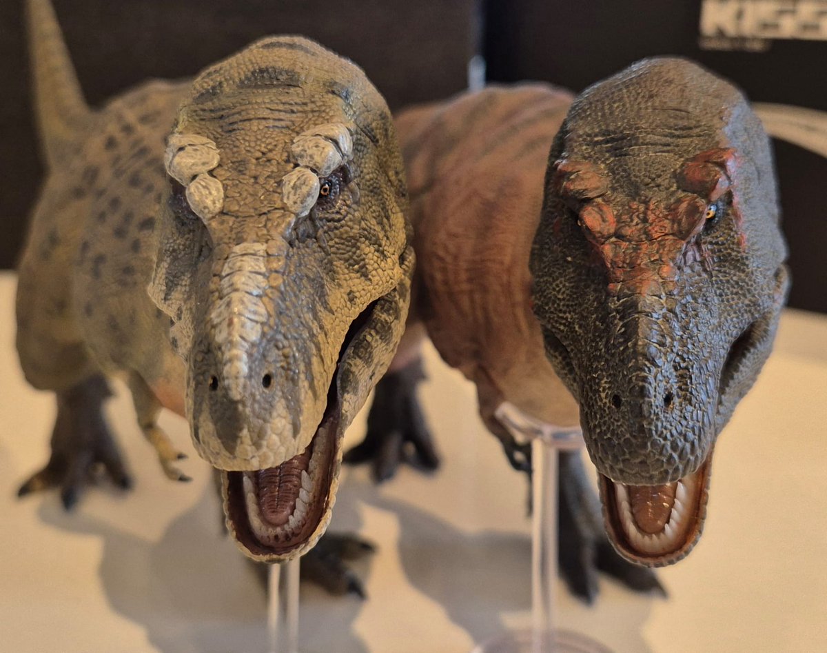TetZoo's tweet photo. New at the #TetZooTowers_collection TikTok, an unboxing of the 2025 Island variant of the #Rebor 'Kiss' T. rex. Link at... https://t.co/sJvb0IREoO https://t.co/7oBoZpEeIX