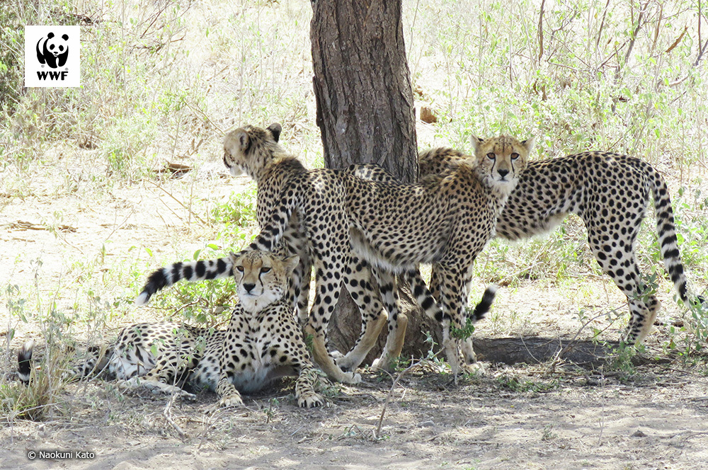📷今日の一枚 
🐼WWFについて👉wwf.or.jp/aboutwwf/welco…