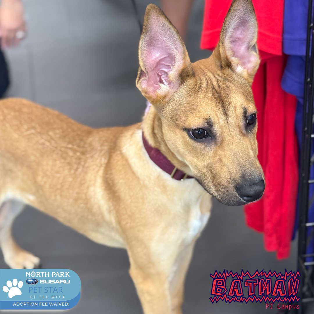 Batman our 6-month-old shepherd mix who just might be the sweetest, smiliest boy you’ll ever meet! Batman likes hugs, head scratches, and being told he’s a good boy (which he always is). Thanks to our friends at North Park Subaru, Batman’s adoption fee is completely waived