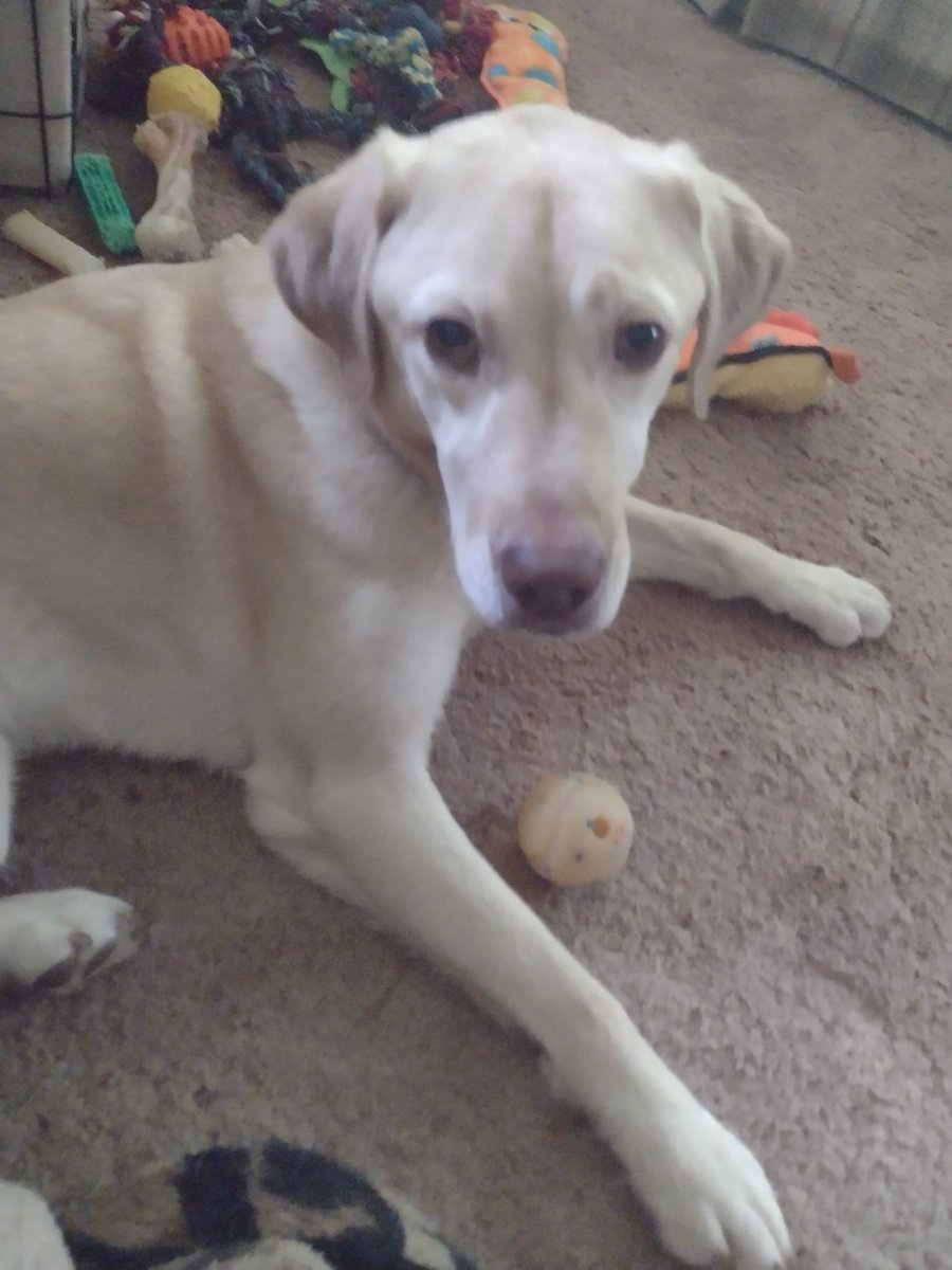 Bug still loves to play with her Birthday Ball!