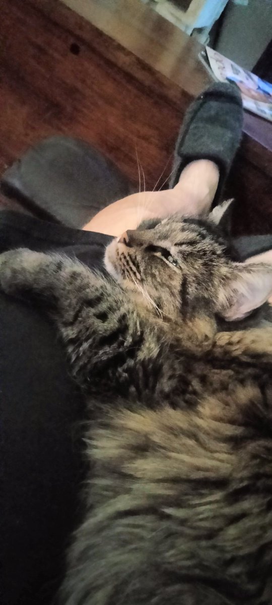 o2bcd8ed's tweet image. My cat MarSay made it into the calendar for Pawprint. He is January. #cats #Pets #Calender #pawprint #chewy @Chewy