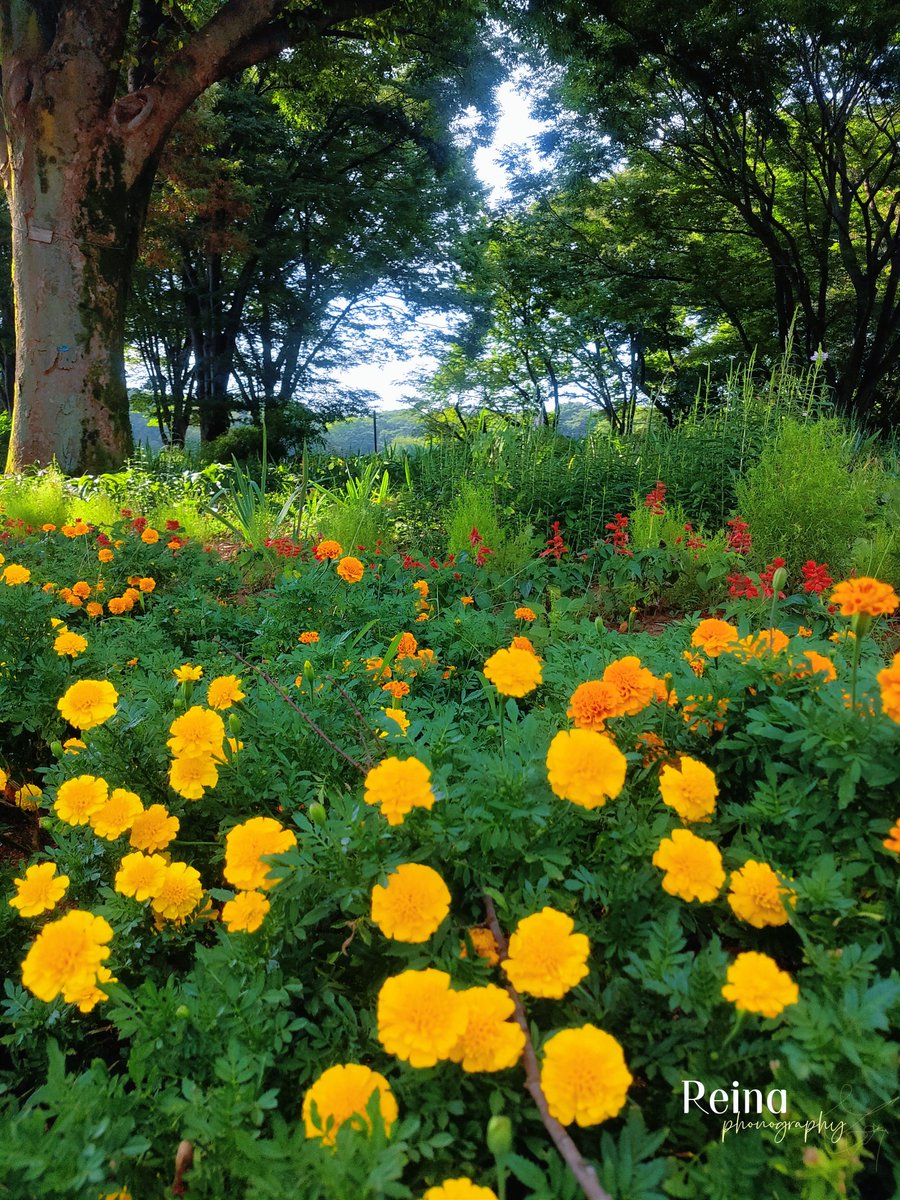 ͛͛おはれいな🐱☀️☁️🏖👒🌻

マリーゴールドが鮮やかに
咲き誇る、夏の始まりの公園✨
生命力溢れる緑の中で、キラキラと
輝く黄色い花たちに心癒されます😊
#マリーゴールド  #夏の始まり

Thank you to all my followers💛
(◍•ᴗ•◍)ꕤ今日も皆さんがℍ𝕒𝕡𝕡𝕪な
1日であります様に🌻🍀✨