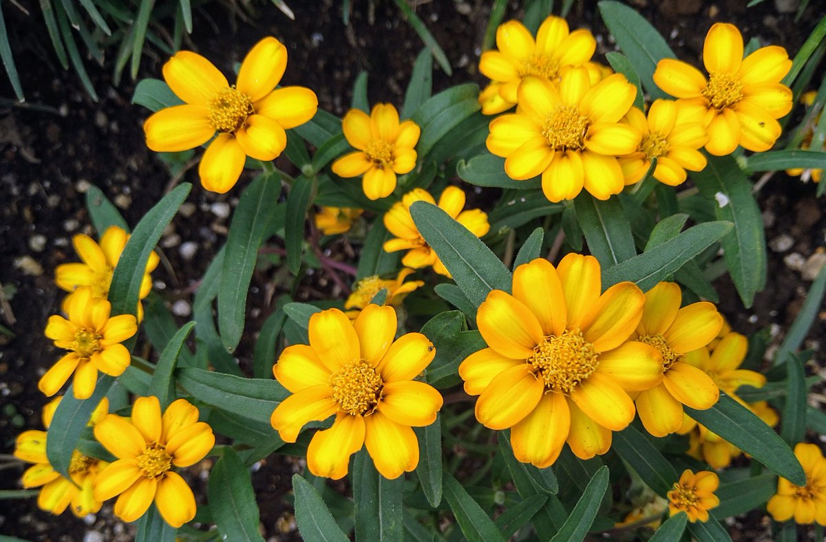 皆さん♪おはようございます( ´∀｀)

今朝の東京は♪『体力削る蒸し暑い曇り空』です( ´∀｀)

それではスタートします(*^▽^*)♪