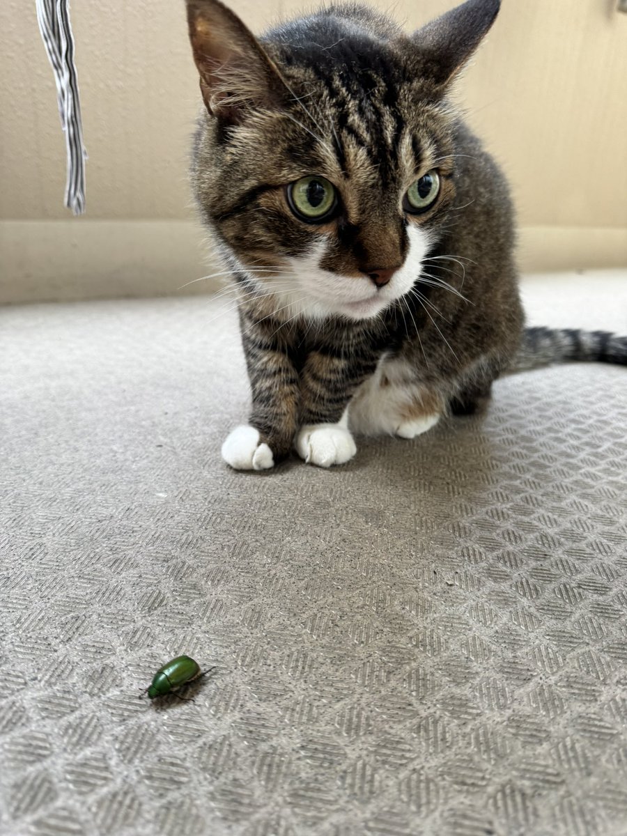 ベランダに侵入者を発見にゃお！
▶︎ ねこパンチ
    見逃す