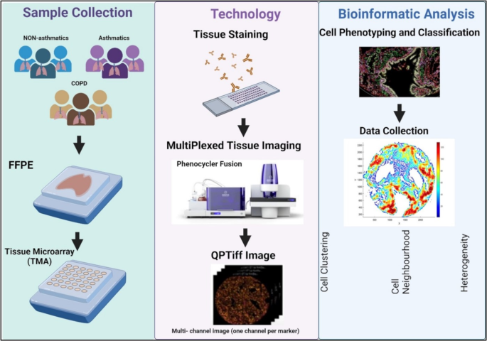 Pulmonary Cell News (@pulmonary_news) on Twitter photo A team at the <a href="/MayoClinic/">Mayo Clinic</a> used #multiplex imaging to study the spatial organization of long cells and tissues in #asthma and #COPD. π¬
π <a href="/RespiratoryBMC/">Respiratory Medicine Portfolio</a>: bit.ly/4eB8CrL A team at the <a href="/MayoClinic/">Mayo Clinic</a> used #multiplex imaging to study the spatial organization of long cells and tissues in #asthma and #COPD. π¬
π <a href="/RespiratoryBMC/">Respiratory Medicine Portfolio</a>: bit.ly/4eB8CrL