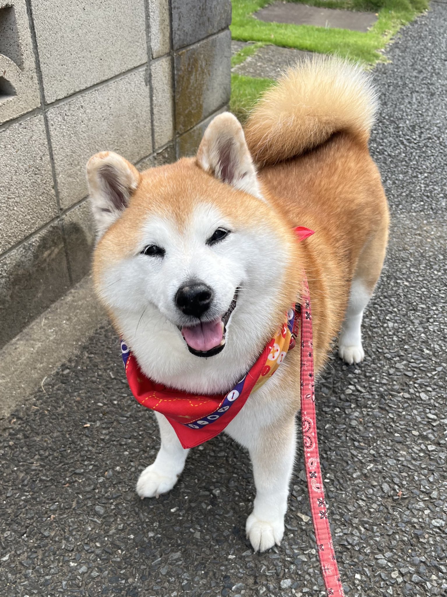 犬丸2点おまとめ 祥&柴犬のまるちゃん on X: 