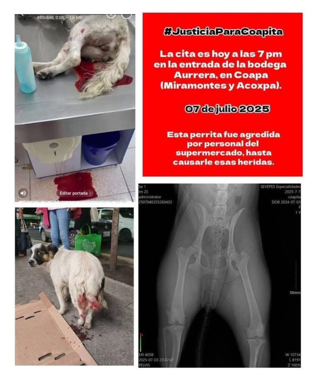 Omar (Pachas) (@omar_warrior_) on Twitter photo #JusticiaParaCoapita
<a href="/BodegaAurrera/">Bodega Aurrera</a> <a href="/WalmartMexico/">walmartmexico</a>
Tienda VillaCoapa
Más les vale que el desgraciado que hizo esto a esa perrita este pagando ante la Ley!
<a href="/TlalpanAl/">Alcaldía Tlalpan</a> <a href="/Gabyosoriohdz/">Gaby Osorio</a>
Ya pon orden!
También las banquetas las tienes que recuperar es parte del problema!
#MaltratoAnimal #JusticiaParaCoapita
<a href="/BodegaAurrera/">Bodega Aurrera</a> <a href="/WalmartMexico/">walmartmexico</a>
Tienda VillaCoapa
Más les vale que el desgraciado que hizo esto a esa perrita este pagando ante la Ley!
<a href="/TlalpanAl/">Alcaldía Tlalpan</a> <a href="/Gabyosoriohdz/">Gaby Osorio</a>
Ya pon orden!
También las banquetas las tienes que recuperar es parte del problema!
#MaltratoAnimal