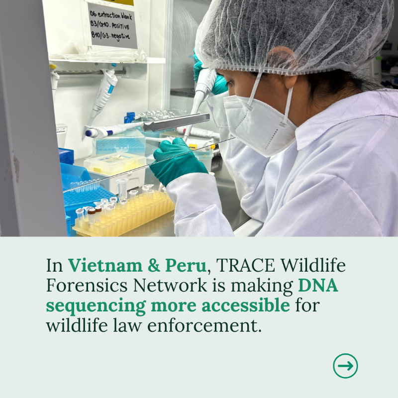 GI_TOC's tweet photo. 💡🌱Meet 3️⃣ innovators tackling environmental crime.
🧬From DNA forensics in Vietnam & Peru to microbiome profiling for parrots and timber supply chain due diligence, discover how #EcoSolve Amplifying Grants are driving impact 👇
@EU_FPI | @OfficialZSL | @ParrotTrust