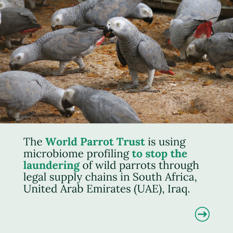 GI_TOC's tweet photo. 💡🌱Meet 3️⃣ innovators tackling environmental crime.
🧬From DNA forensics in Vietnam & Peru to microbiome profiling for parrots and timber supply chain due diligence, discover how #EcoSolve Amplifying Grants are driving impact 👇
@EU_FPI | @OfficialZSL | @ParrotTrust