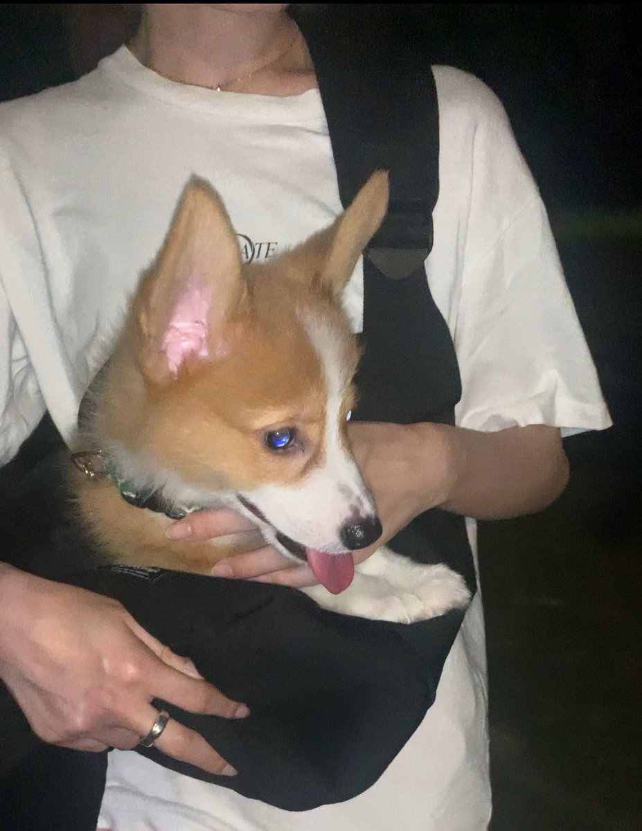 mjasami1's tweet photo. 昨日は抱っこ散歩デビュー🐶
子犬の育て方はとうの昔に忘れたので、YouTubeとGoogle先生が味方です。 https://t.co/95xDx9VK1O