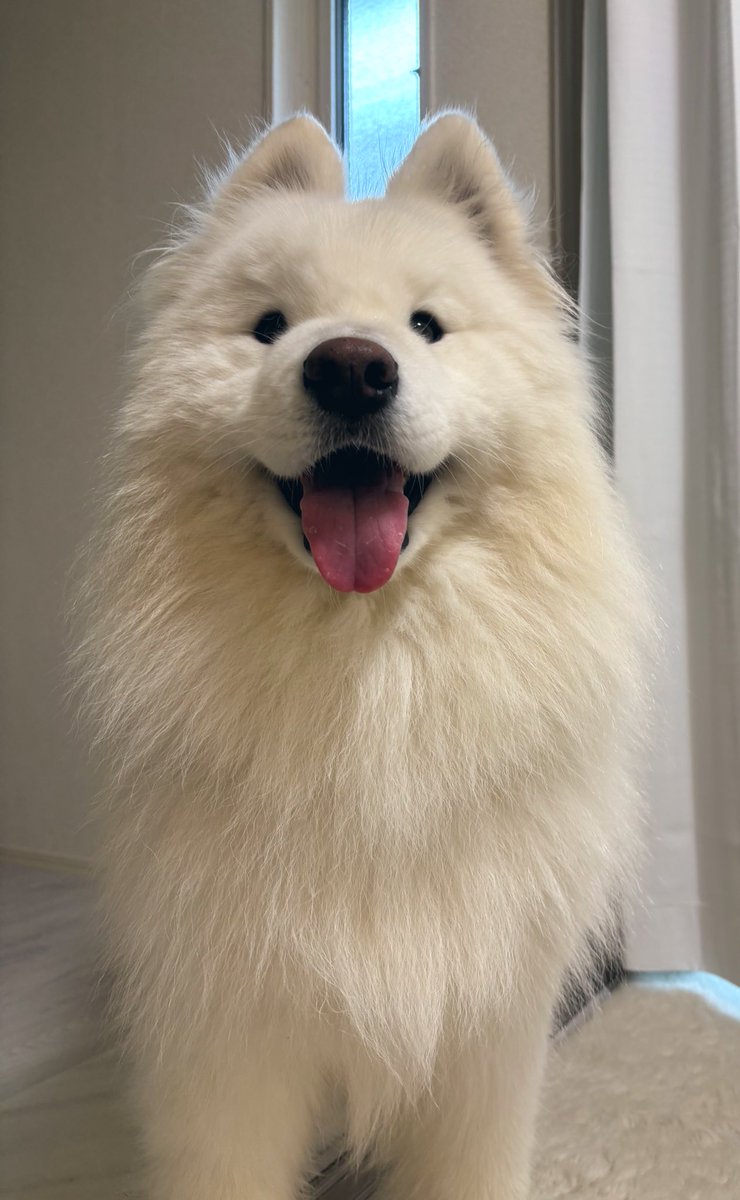 samoyed_lamb's tweet photo. おはようラムちゃん☀️
 #サモエド
 #4歳 
 #犬のいる暮らし https://t.co/3dIwGkb9Uf