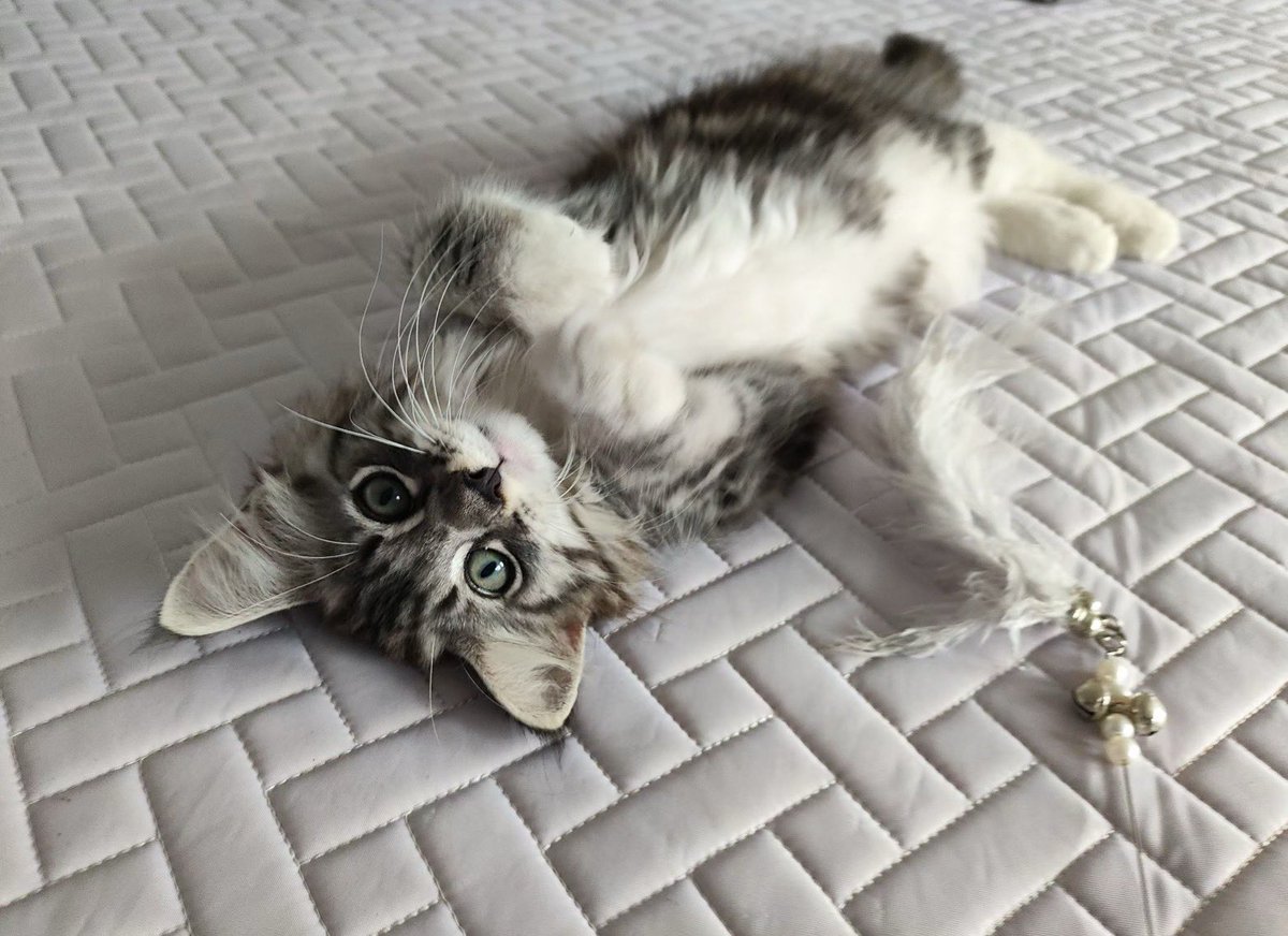 里世界咪 (@sakuyaluv01) on Twitter photo 