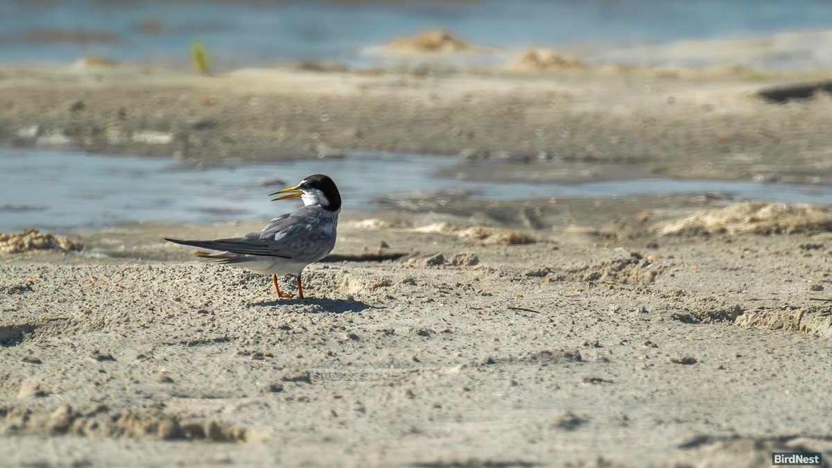 birdnestworld's tweet image. The Smallest Tern, Meet the Least Tern!!!

#floridabirding #floridanature #floridastateparks #audubonsociety #duvalaudubon #birdlife #leasttern #natgeoyourshot #worldshares #BirdWatchingDaily #birdsofinstagram #FloridaLiving #birdphotography #birdsoftiktok #birdwatching