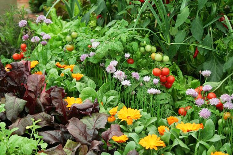 dufitalexis1's tweet photo. You canโt grow if you keep watering what doesnโt feed you.
But smart companion practices feed you and protect your garden, while keeping the pests trapped where they belong.
#FarmWisdom #GrowSmart #CompanionPlanting https://t.co/OJqqzAQQHZ