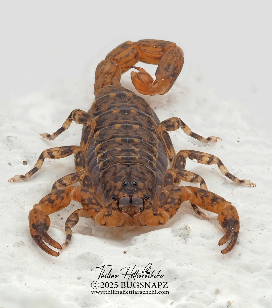 Sorry for the long pause! Before diving into my PhD fieldwork, I had the chance to explore Sri Lanka and capture some wild gems. Here’s a tiny #scorpion I found on a house wall—genus 𝘙𝘦𝘥𝘥𝘺𝘢𝘯𝘶𝘴. More from my #SriLankan #nature archive coming soon! 🦂📸🇱🇰

Trincomalee, SL