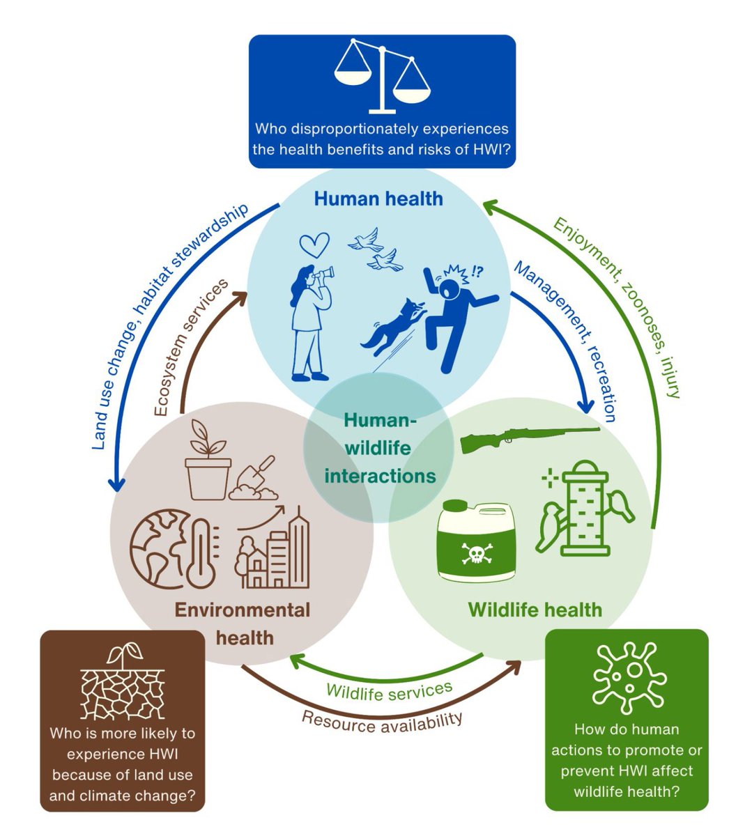 ScrapNaturalist's tweet image. 🎉Excited to share our new publication, out now in Bioscience (@AIBSbiology): &quot;Health as an outcome and driver of human-wildlife interactions&quot; 

Check it out here: tinyurl.com/OneHealthHWIs

Thanks to Maureen Murray for leading us, and to rest of our amazing team!
