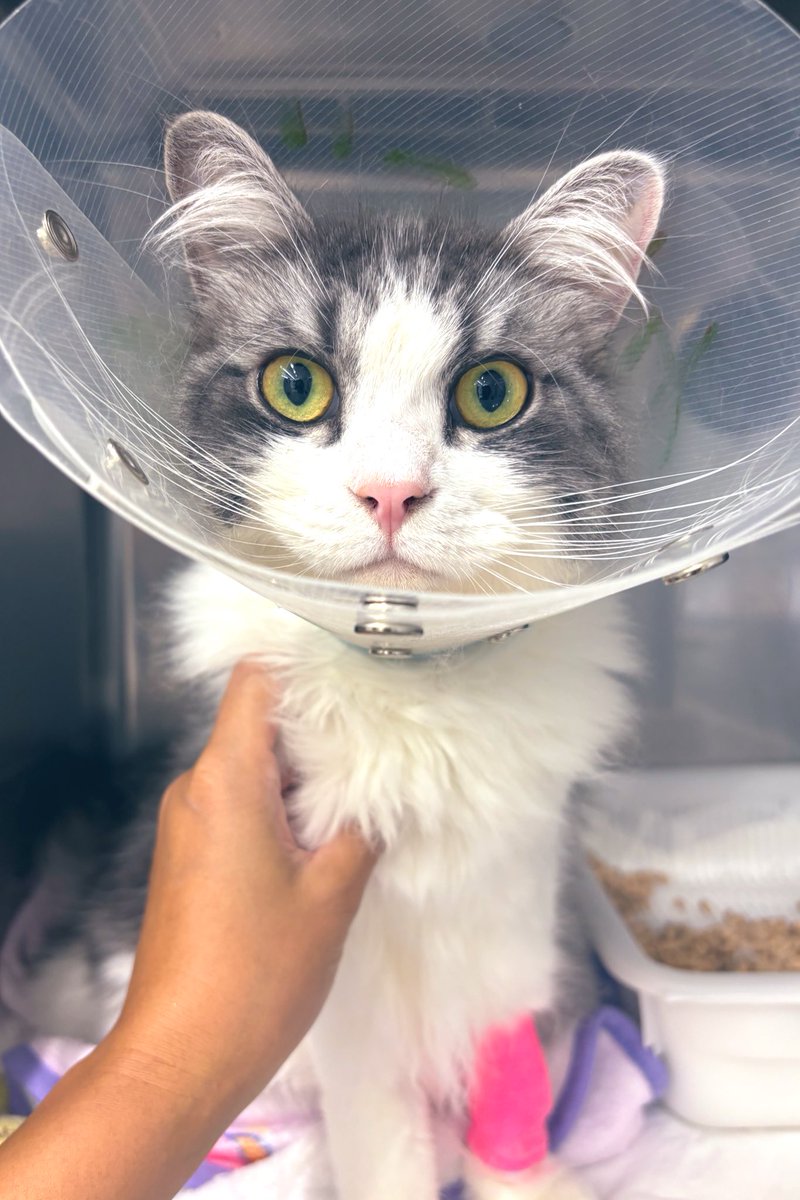 conanochan's tweet image. うちの猫ちゃんがFIPドライタイプと判明しました
今日から治療が始まります
まだ入院してますが、まずは退院目指して!
高額治療なので、ヒトもがんばります。
もしサポートいただけたら嬉しいです
▼
amazon.jp/hz/wishlist/ls…
#FIP
#猫伝染性腹膜炎
#治療開始