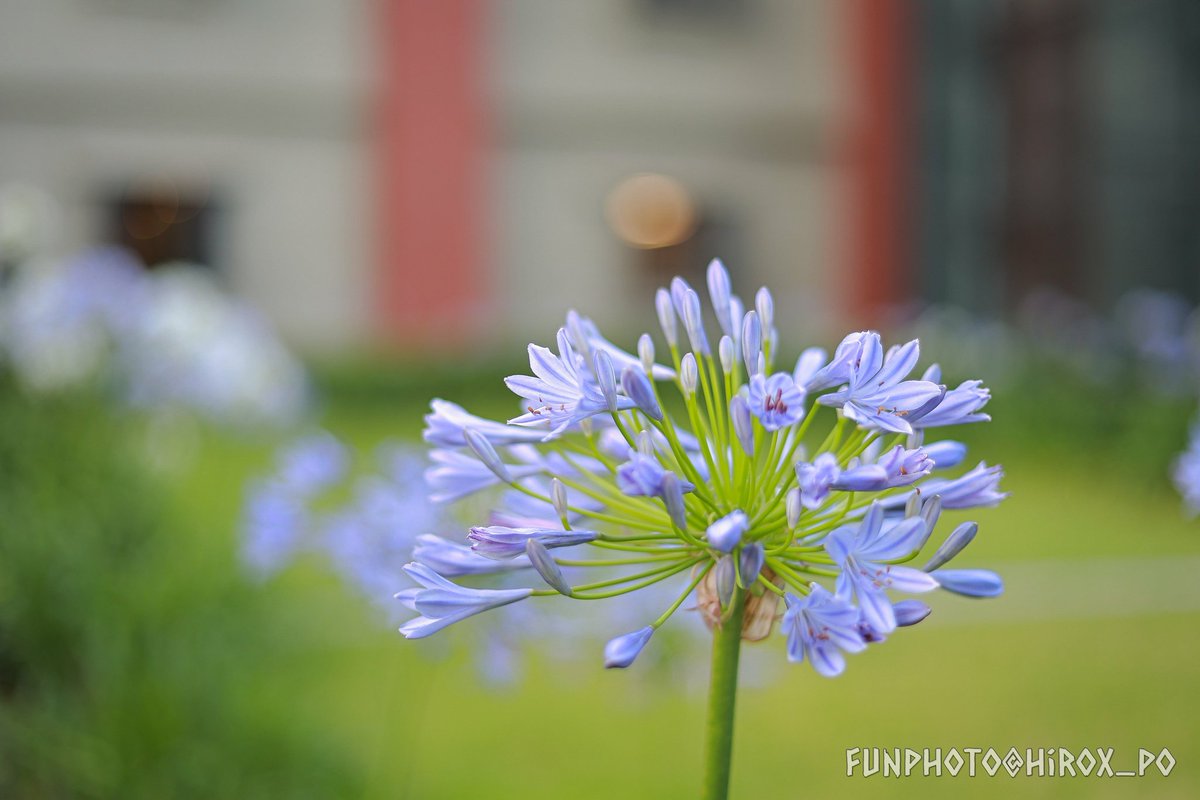 この花も好きな花ですね〜
淡い淡い薄青紫の色
この優しい色合いが好きです✨

#アガパンサス
#花の写真
#TLを花でいっぱいにしよう
#FunPhoto