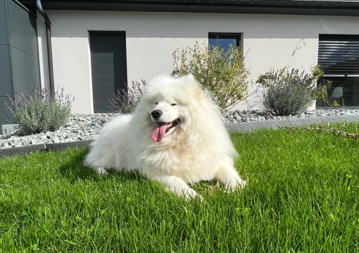 I love dogs they’re loyal, fun, and full of love.
Spending time with them always makes my day better!