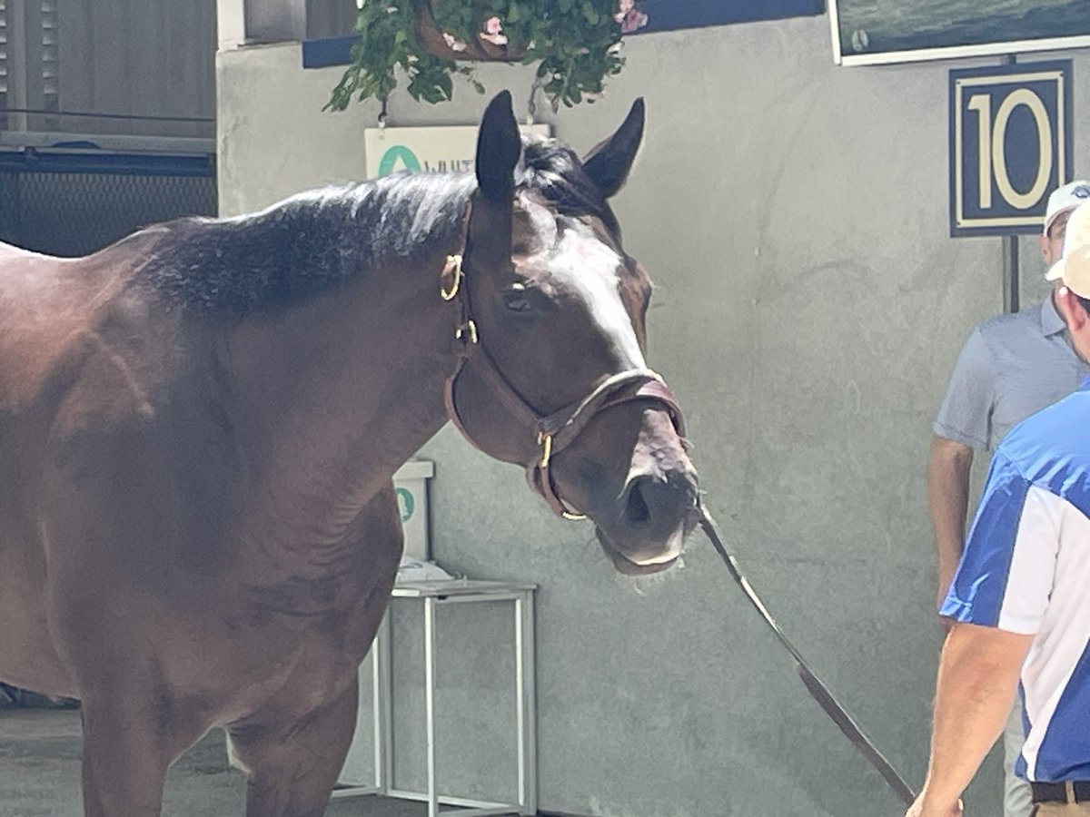 Bashford Manor winner Romeo, a supplemental entry to #FTJuly HORA