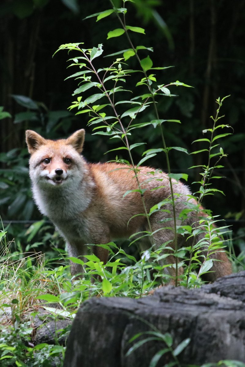 20200709 thu
#ズーラシア #zoorasia #よこはま動物園
#ホンドギツネ #コウちゃん #コウシロウ #fox
#コウちゃんの思い出アルバム
5306