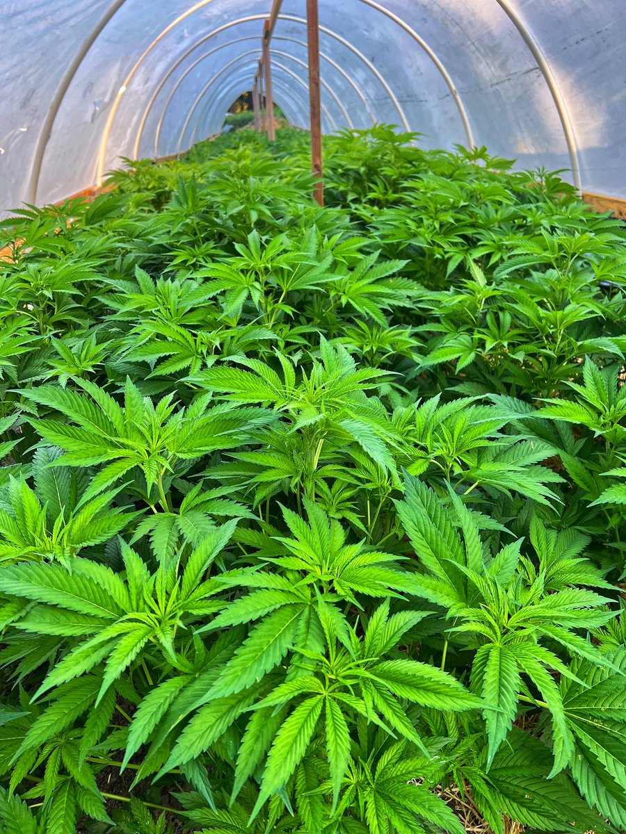 GalacticFarmer1's tweet image. Canopy. #Cannabis