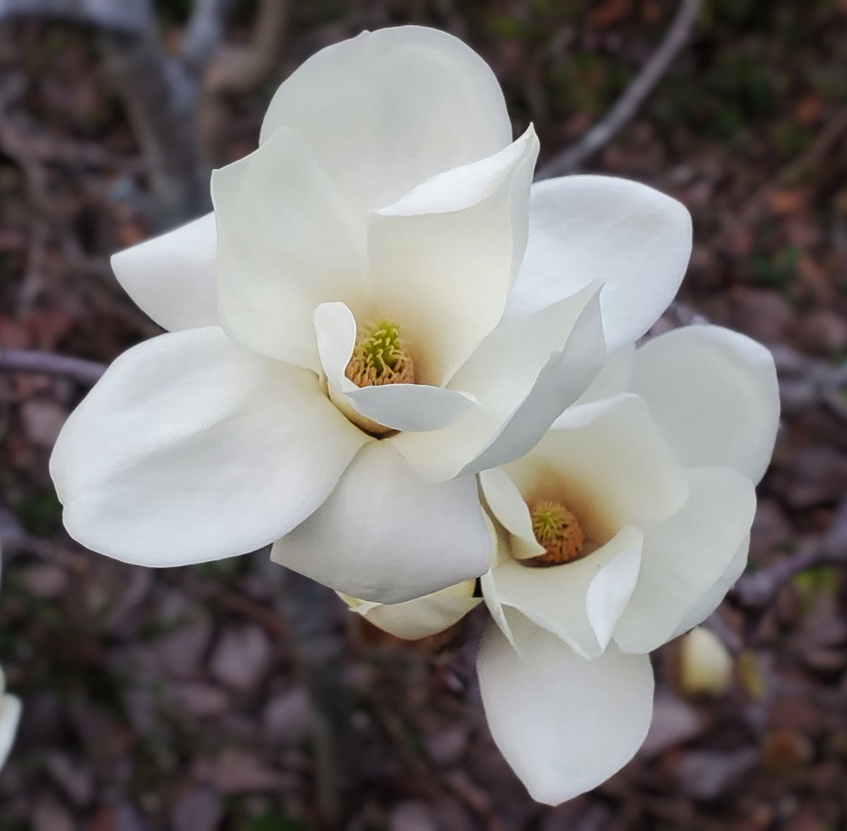 おはようございます
気温 24℃
今日の最高気温 32℃

今朝のお天気は曇り☁️
午後からは雨の予報

今朝はどんより曇り空

午後からは久々の雨
恵みの雨になるのかな～

少しは涼しくなって欲しいと
心から願うばかり😅

頑張っていきましょう👊
良い１日をお過ごしください☺
#アマチュア無線
#イマソラ