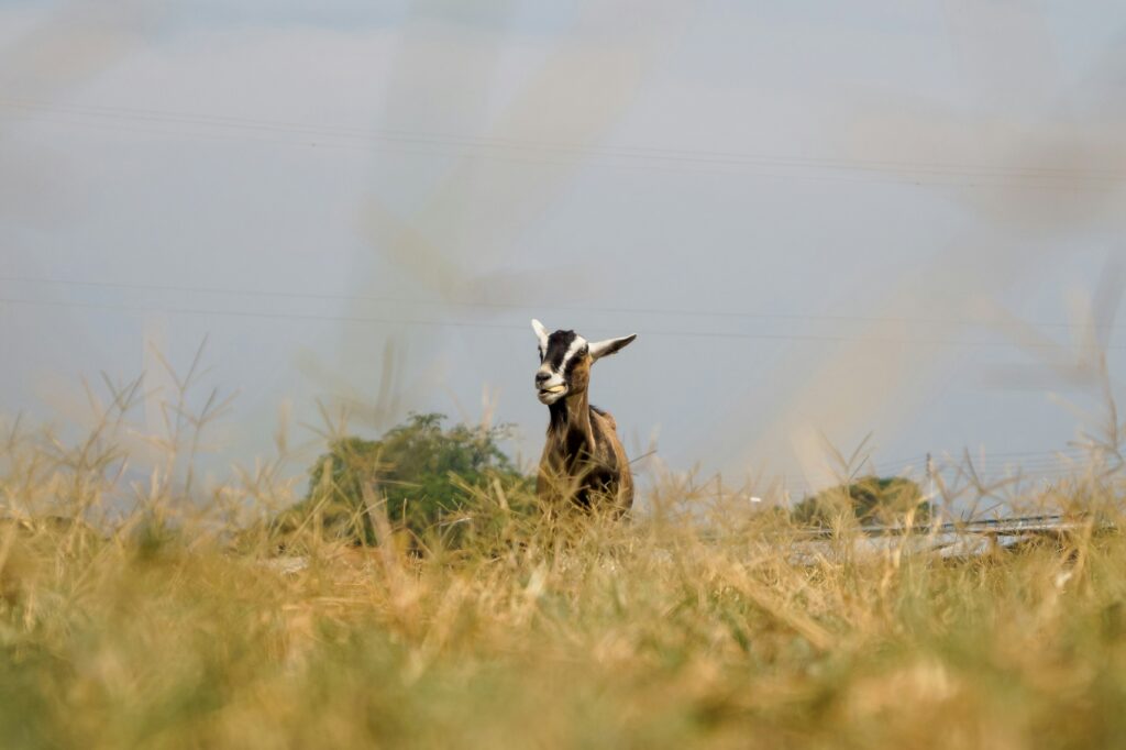 "I trust you, I replied, which was the same mistake I’d made all thirteen years we were together."

from Eric Rasmussen's fiction piece, "Underworld Party (with Goats)". 

Read more via link porterhousereview.org/articles/under…