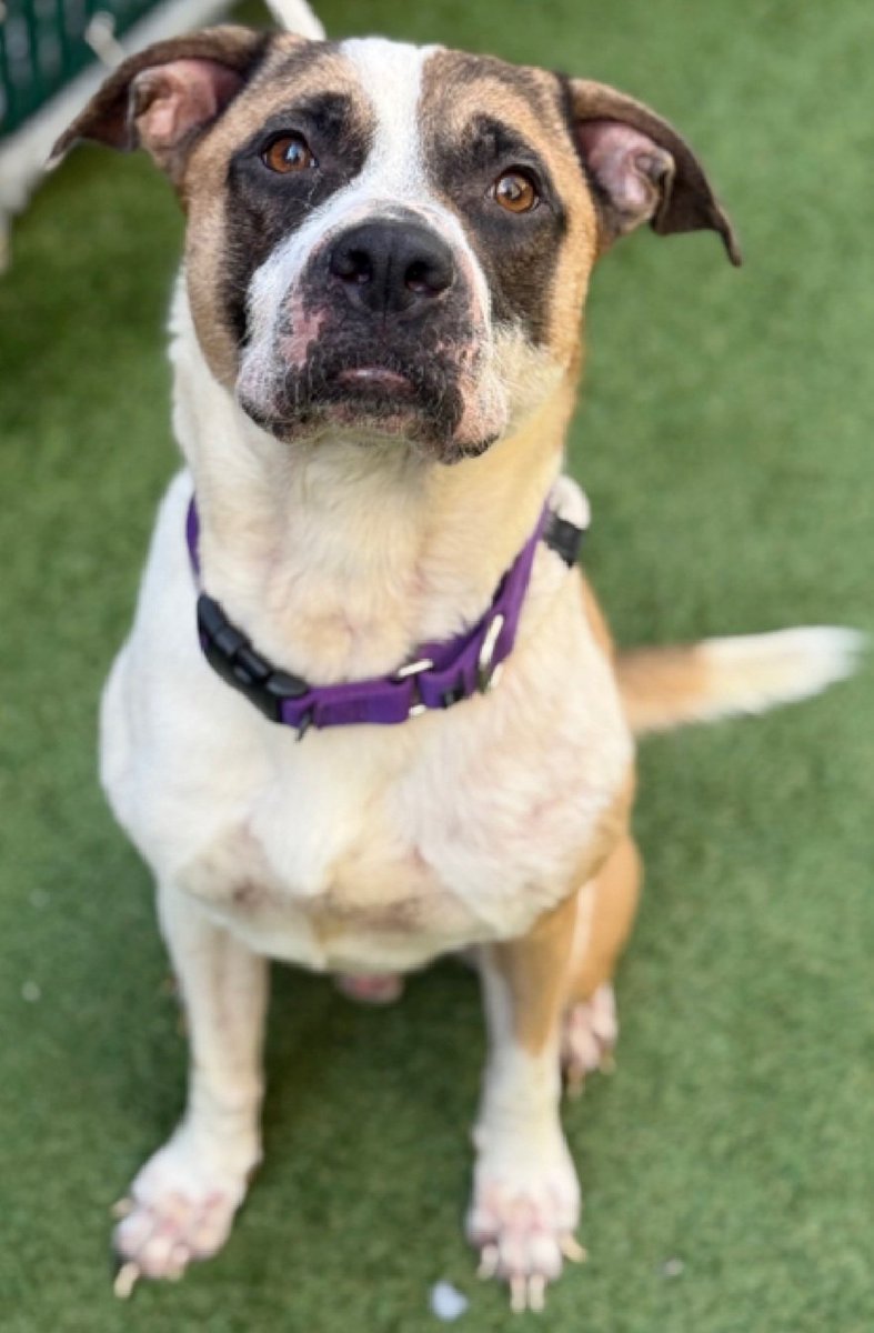 Wonderful News!
Baby Boy Simba has been reserved by a New Hope Partner 🎉🥳

Please wait for freedom pics and info from <a href="/TAPNYACC/">TAPACC</a> to honor your pledges