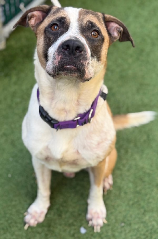 🎉🎊 Baby Boy Simba🎊🎉
Has been Reserved 
By A New Hope Rescue!🎉

We r so thrilled 4 this sweetheart 💕 
 
Tysvm 2 all 4 Pledging, Caring + Sharing! We couldn't have done it 
w/o u💗

Pls wait 4 freedom pics/info from <a href="/TAPNYACC/">TAPACC</a>, or pulling rescue, 2 honor yr pledges❤️

Tysvm❤️