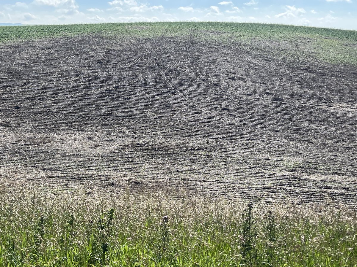 ⁦<a href="/SaskAgriculture/">Sask Agriculture</a>⁩ ⁦<a href="/SaskParty/">Saskatchewan Party</a>⁩ ⁦<a href="/PremierScottMoe/">Scott Moe</a>⁩ The gopher epidemic is out of control. 1000s of acres are being destroyed because the current control methods are ineffective. WE NEED TO BRING BACK STRYCHNINE! Piss on the feds “ rules” Enough is enough.