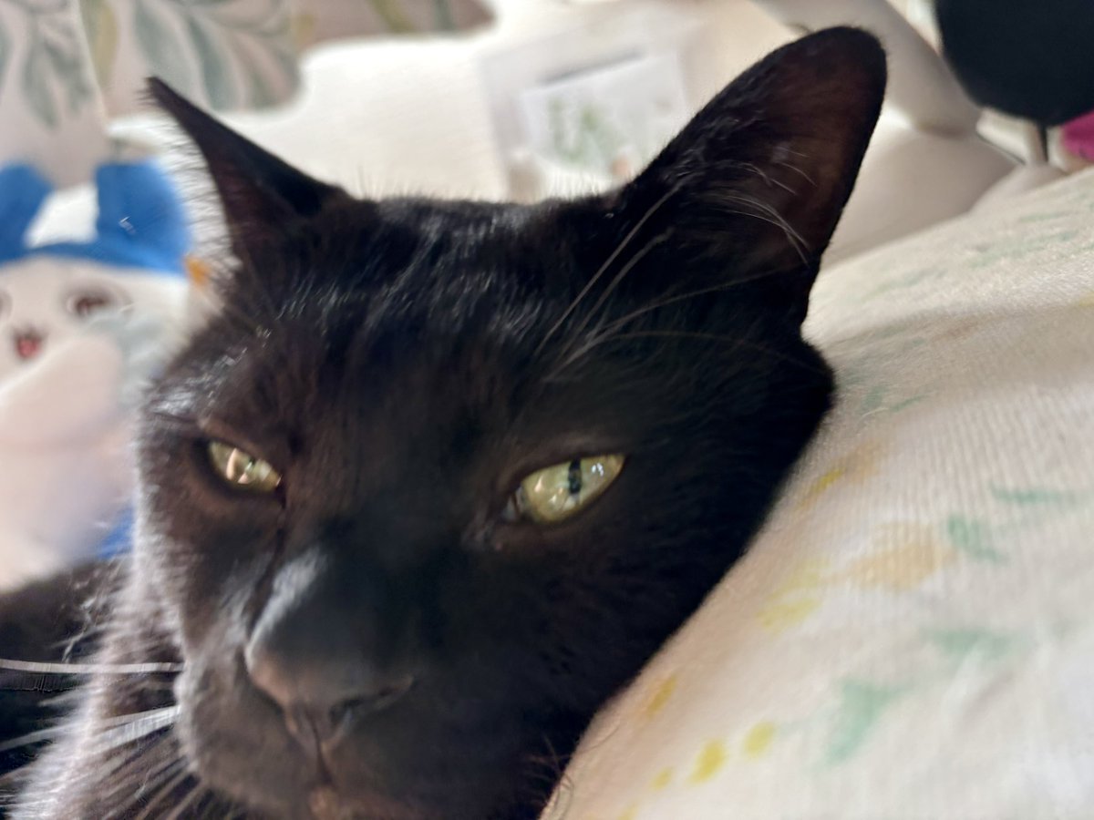 7  黒ねこ 黒猫つくねちゃん太しっぽ on X: 