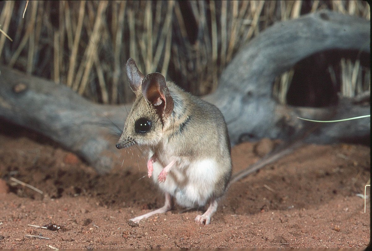 Taxonomic research from The University of Western Australia has discovered two new species of kultarr, a small carnivorous marsupial found in the arid interior of Australia.

Find out more from our newest monthly newsletter article👉️ourwaparks.org.au/new-species-of…