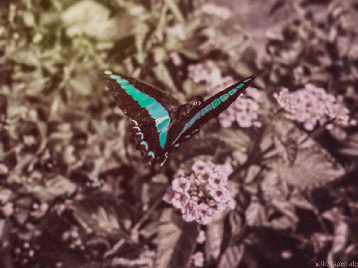 #スマートフォン越しの私の世界

#届かなくていい