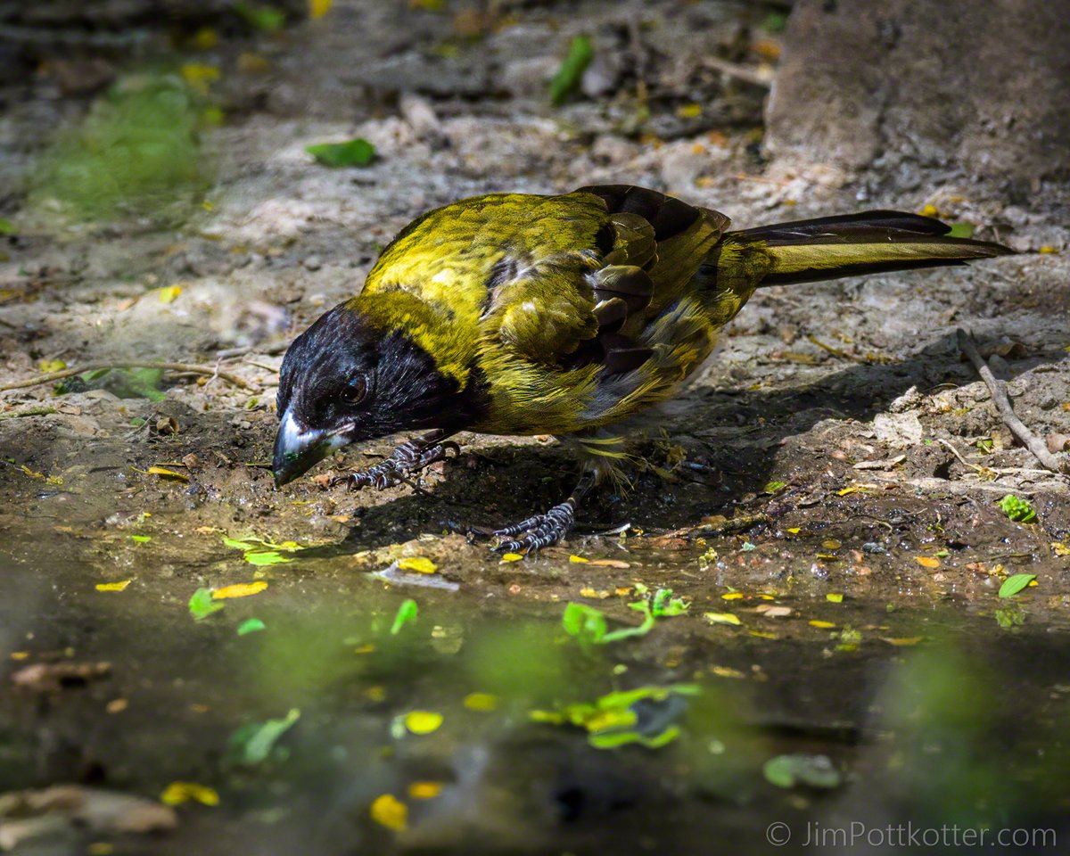 HappyPixr's tweet image. The Crimson-collared Grosbeak is native to eastern Mexico, but occasionally strays north into southern Texas. This vagrant female drinks from a puddle of water before retreating into the dense brush. #birds #nature