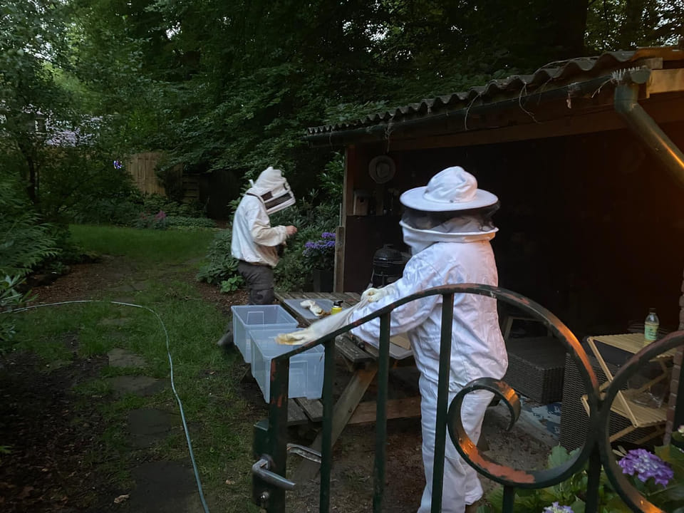 In Zeist wordt de Aziatische hoornaar verwijderd om bijen en natuur te beschermen, met hulp van vrijwilligers en preventieve acties. dlvr.it/TLnVf1
