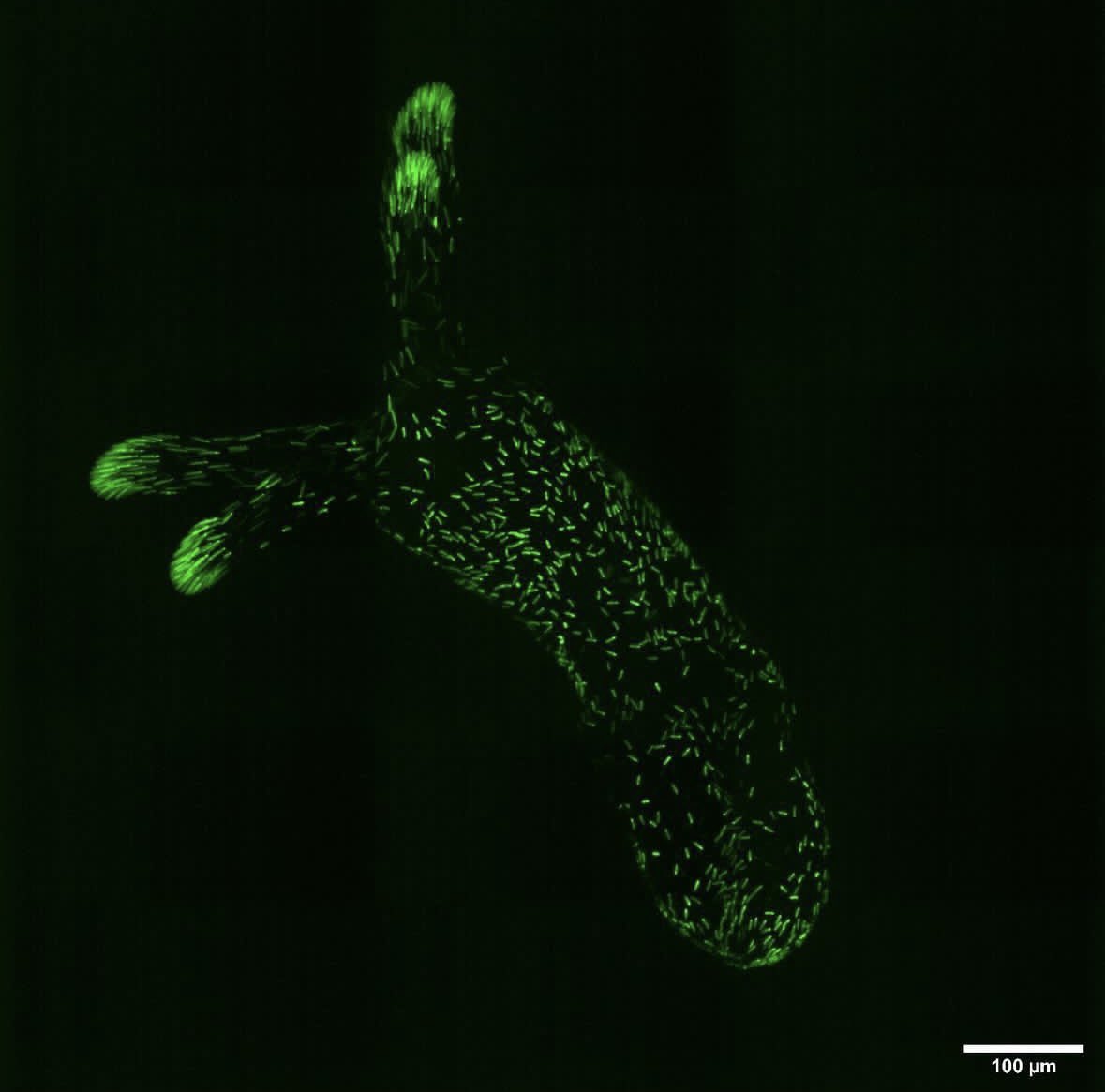 Stowers Institute (@sciencestowers) on Twitter photo This week's beautiful
#MicroscopyMonday is a juvenile Nematostella with stinging cells labeled with eGFP (green). (<a href="/Gibson_Lab/">Gibson Lab</a>) This week's beautiful
#MicroscopyMonday is a juvenile Nematostella with stinging cells labeled with eGFP (green). (<a href="/Gibson_Lab/">Gibson Lab</a>)