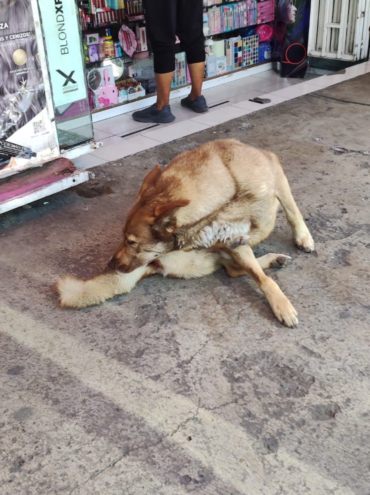 HELA_MORE's tweet photo. Amigos hoy nos escribieron para pedirnos ayuda con este caso.

Un perrito que está siendo abusado sexualmente por su dueño,lo deja salir a la calle pero es muy asustadizo y no se deja agarrar fácilmente,la reportante puede ver la manera de atraparlo pero necesitamos resguardo.

Está en Edomex.